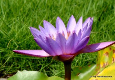Violet water lily