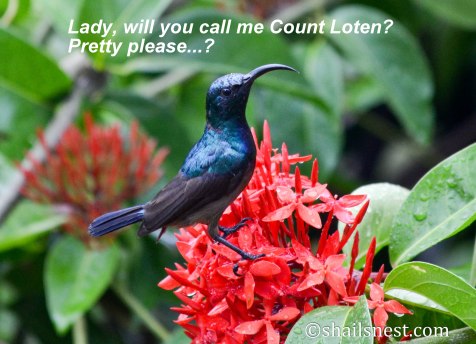 Count Loten