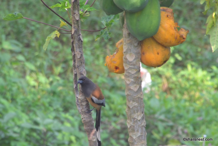 The papaya tree